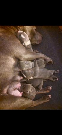 Image 1 of Staffordshire bull terrier puppies