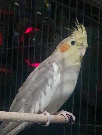 Image 1 of cockatiel and cage for sale.