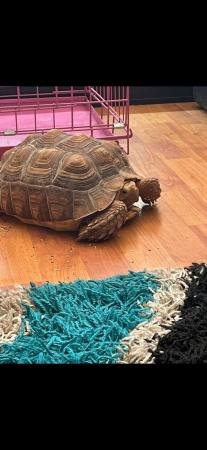 Image 2 of Large sulcuta tortoise for rehoming