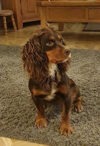 Image 5 of Stunning KC registered working Cocker Spaniel puppies