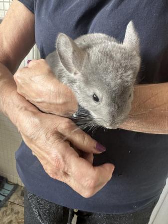 Image 3 of Beautiful Chinchillas for Sale
