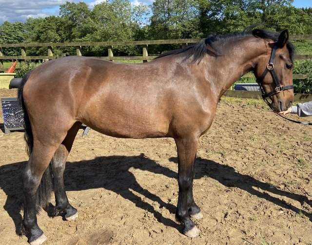 Preview of the first image of 14.2hh Connemara 3 year old.