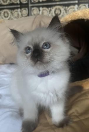 Image 5 of Stunning ragdoll kittens looking for the best homes