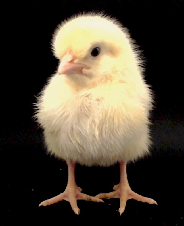 Preview of the first image of FEMALE chicks 2 week old Light Sussex, R-I-Red and crosses.