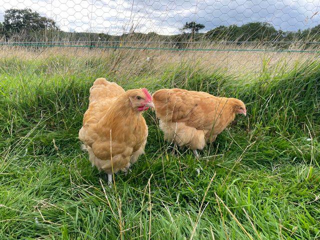 Preview of the first image of 8 week old Buff Orpington cockerels.