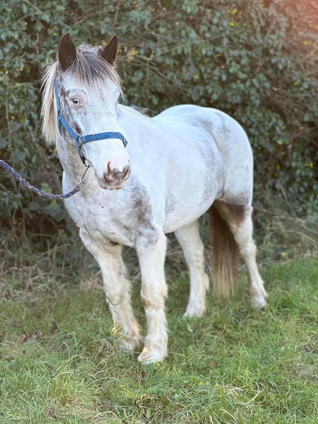 Preview of the first image of Beautiful cob x Appaloosa project gelding.