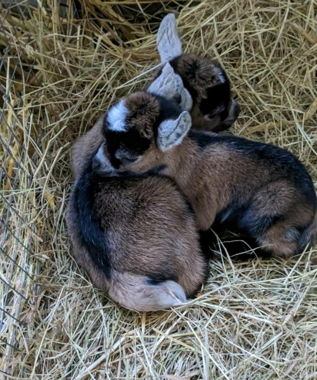 Preview of the first image of Disbudded Pygmy goat kids - ready late June.