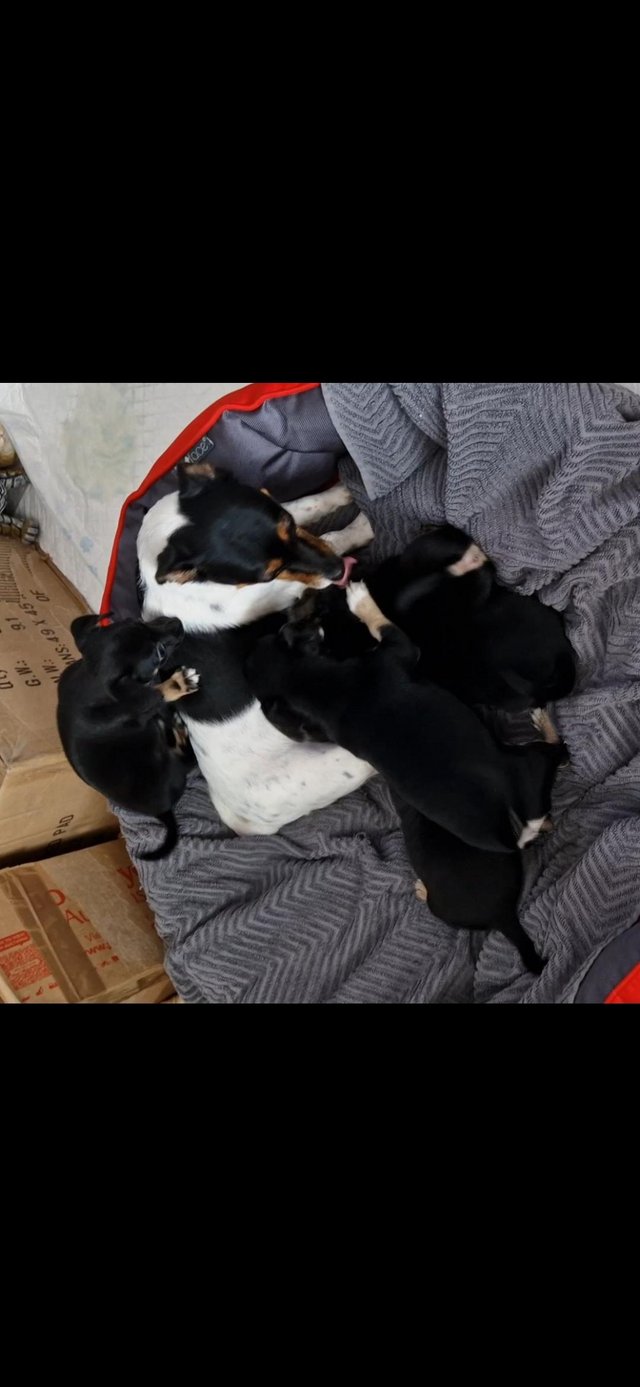 Preview of the first image of 8 weeks old Jack Russell/Chihuahua puppies.