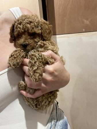 Image 5 of 7 weeks red/brown boy toy poodle