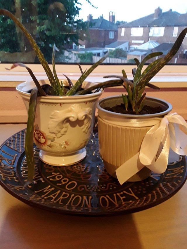 Preview of the first image of Two Aloe Vera plants for indoor use.