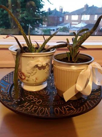 Image 1 of Two Aloe Vera plants for indoor use