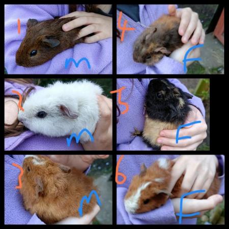 Image 4 of Babay Guinea Pigs for Sale in Worthing 3x girls 3x boys