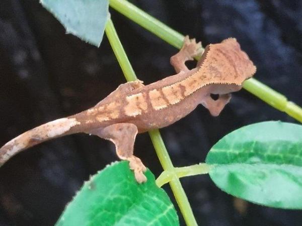 Image 9 of Beautiful baby Crested Geckos! Only 2 LEFT