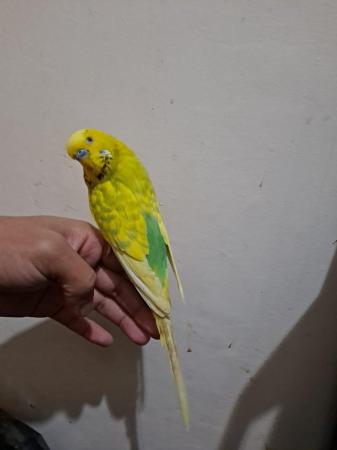 Image 7 of Hand tamed budgie for sale