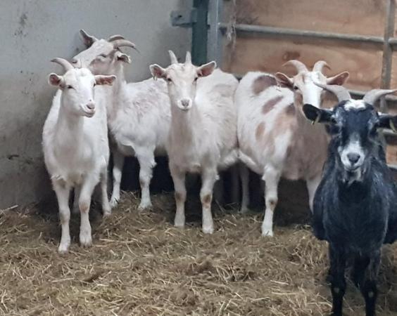Image 3 of Selection of nanny goats