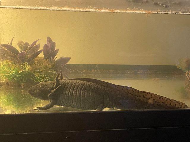 Preview of the first image of Male Axolotls wants forever home.