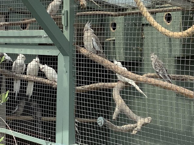 Preview of the first image of White faced and pure white cockatiels.