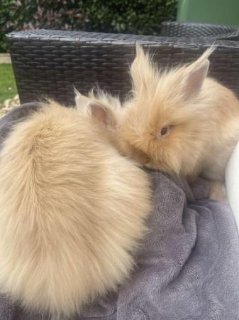 Image 4 of 2 beautiful healthy and loving Lion head rabbits