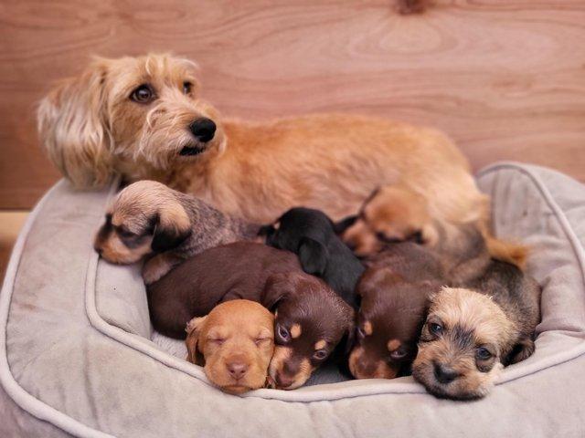 Preview of the first image of Teckle/long haired sausage dog puppies.