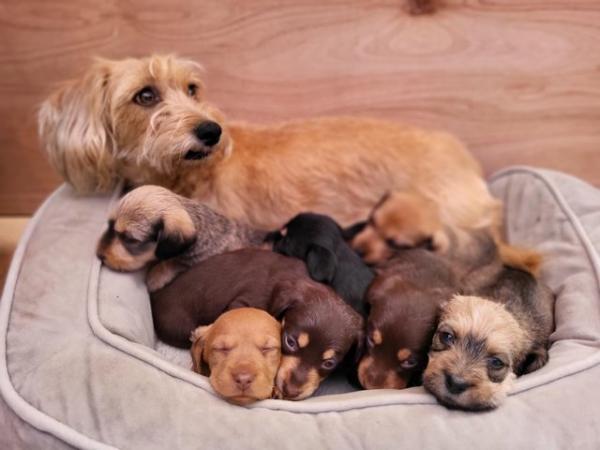 Image 1 of Teckle/long haired sausage dog puppies