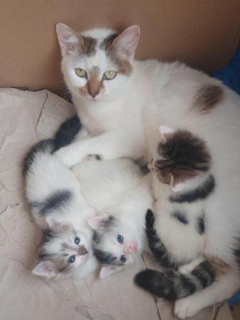 Image 4 of Beautiful fluffy make kitten, born 21st October