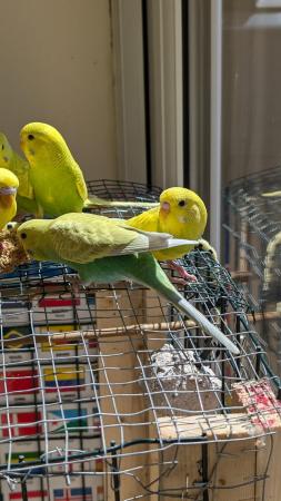 Image 17 of Young and healthy budgies!