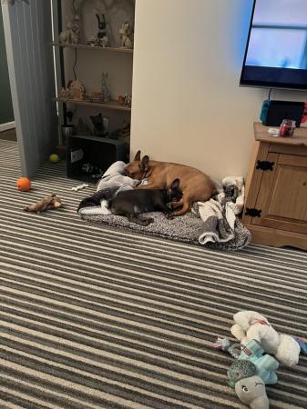 Image 2 of French bulldogs needing new home