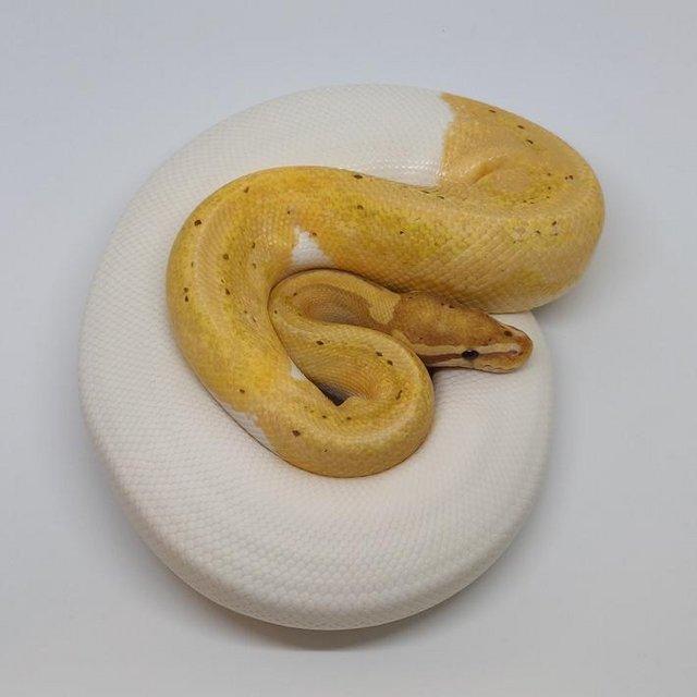 Preview of the first image of Banana Pied ball python - male.