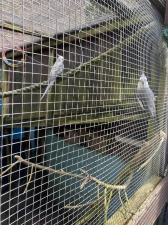 Image 4 of 2 adult white face cockatiels