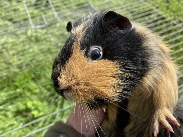 Image 3 of Young male guinea pig for sale
