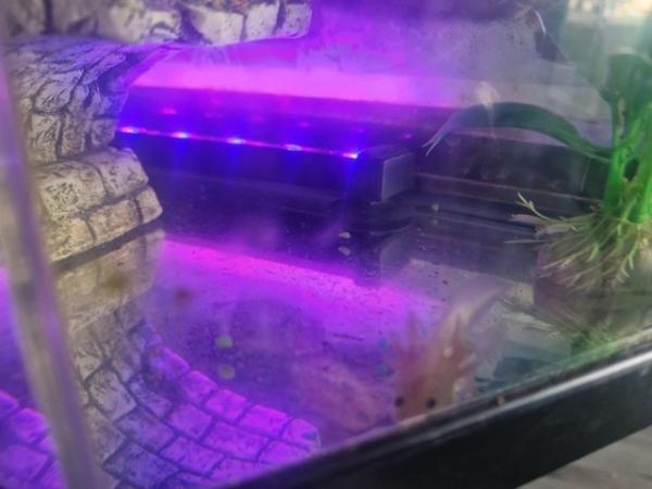 Image 4 of Baby white axolotl and tank