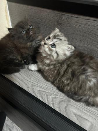 Image 6 of Female Persian Kitten For Sale, 8 weeks old now