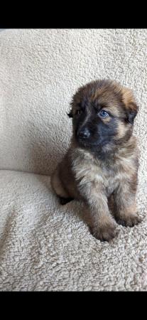 Image 6 of Sable Health Tested Straight Backed GSD Puppies