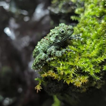 Image 4 of Mossy Frogs Theloderma corticale cb24
