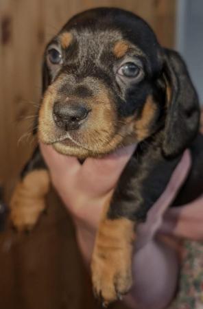Image 12 of Last 2 ready now!!! KC registered miniature dachshunds