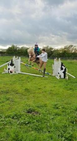 Image 3 of Looking for 2 ponys 11hh and 13.2hh for novice riders