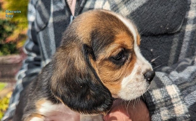 Image 32 of Quality, F1, Beaglier puppies, ready soon.