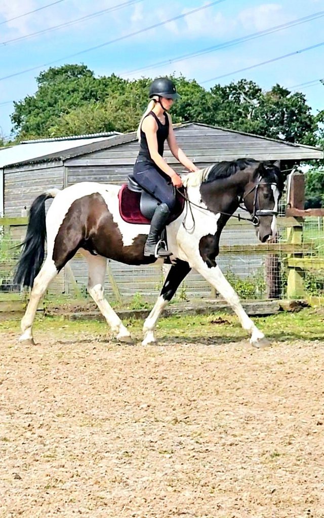 Preview of the first image of Full up 15.3hh 5 year old middleweight gelding.