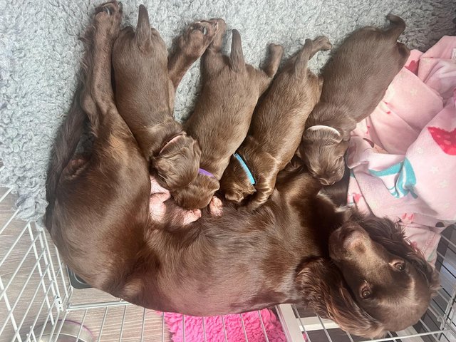 Preview of the first image of Sprocker pups - 1 x male & 3 x Female (Available 8th April).