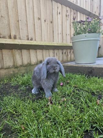 Image 4 of Two Mini Lops For Sale (Pair)