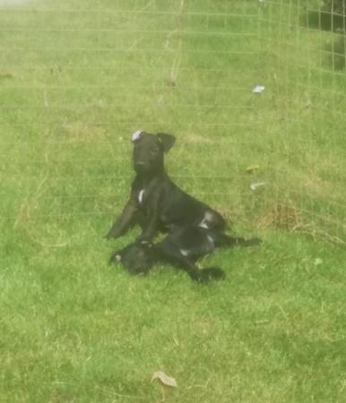 Image 13 of Patterdale terrier pups ready now little livewires