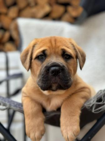 Image 14 of Large mix breed puppies for sale