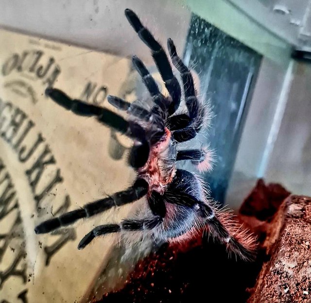 Preview of the first image of Tarantulas "sold separately" with their vivarium setups.