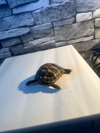 Image 2 of Herman’s tortoise for sale