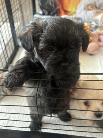Image 3 of Lhaso chipoo puppies for sale
