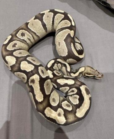 Image 2 of Low price ALL MUST GO Whole collection of ball pythons (8)