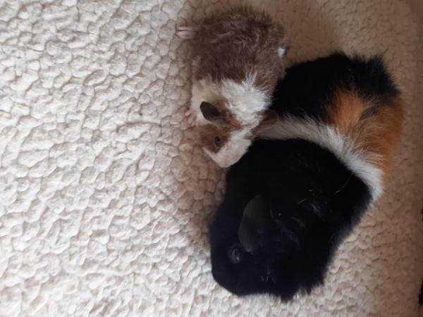 Image 4 of BEAUTIFUL BABY BOYS AND GIRL GUINEA PIGS