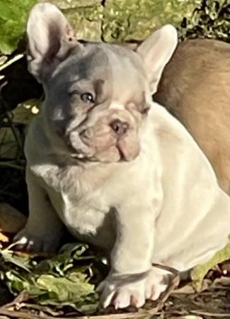 Image 16 of KC REGISTERED TRUE TO TYPE FRENCH BULLDOG PUPPY BOY