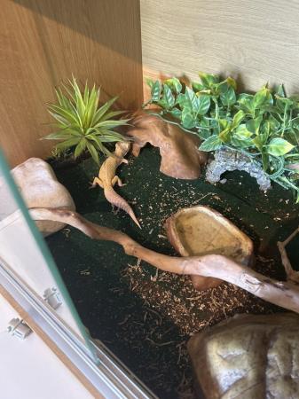 Image 1 of Female albino leopard gecko with full set up