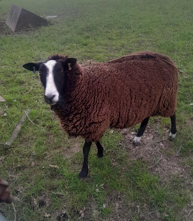 Preview of the first image of 6 Registered Zwartbles Ewes.